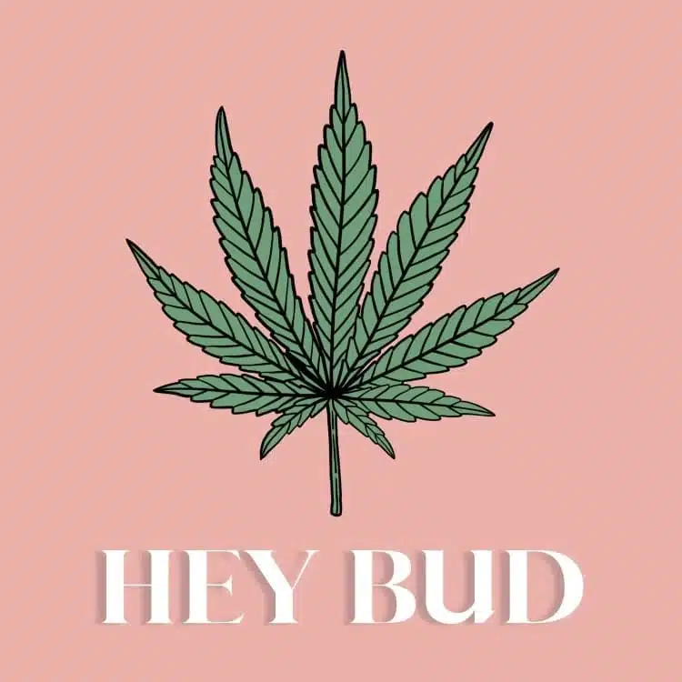 Hey Bud : 